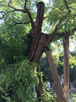 Oldest tree in Paris!